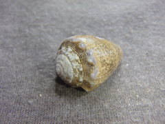 Conus coronatus