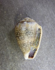 Conus coronatus
