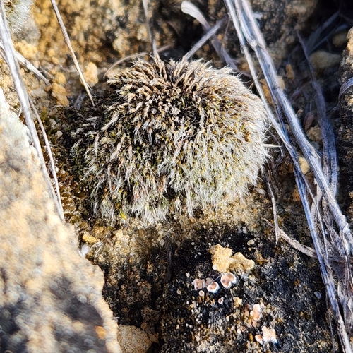 Grimmia pulvinata