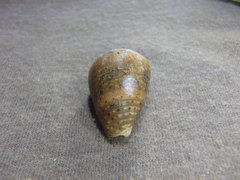 Conus coronatus