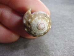 Conus coronatus