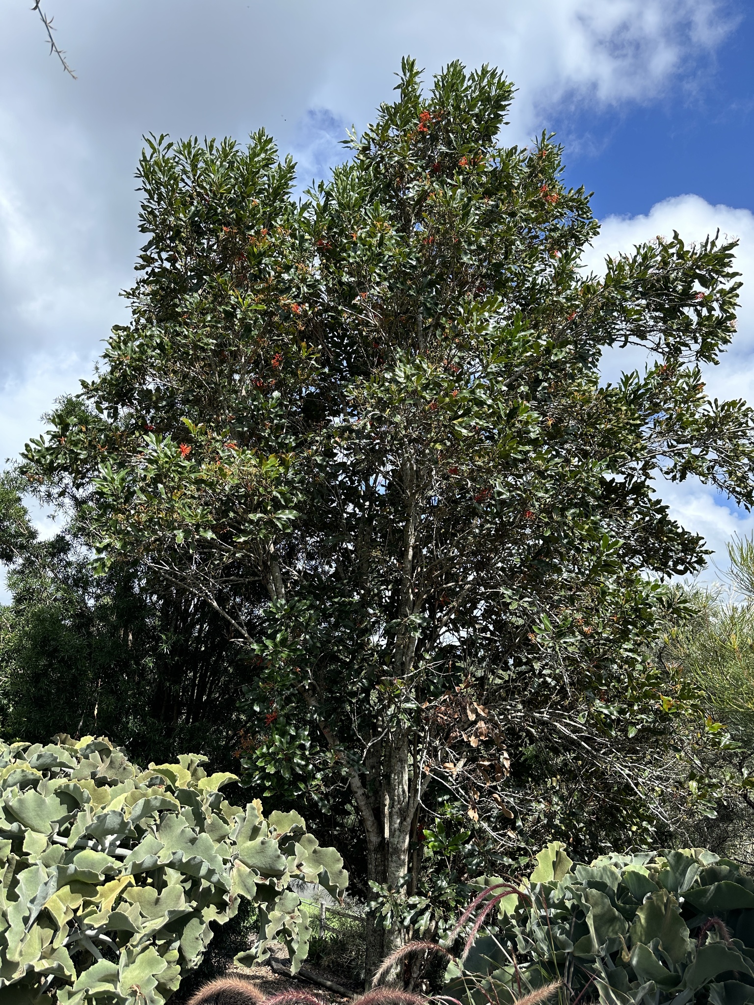 Imagem de Tulipeira-do-gabão