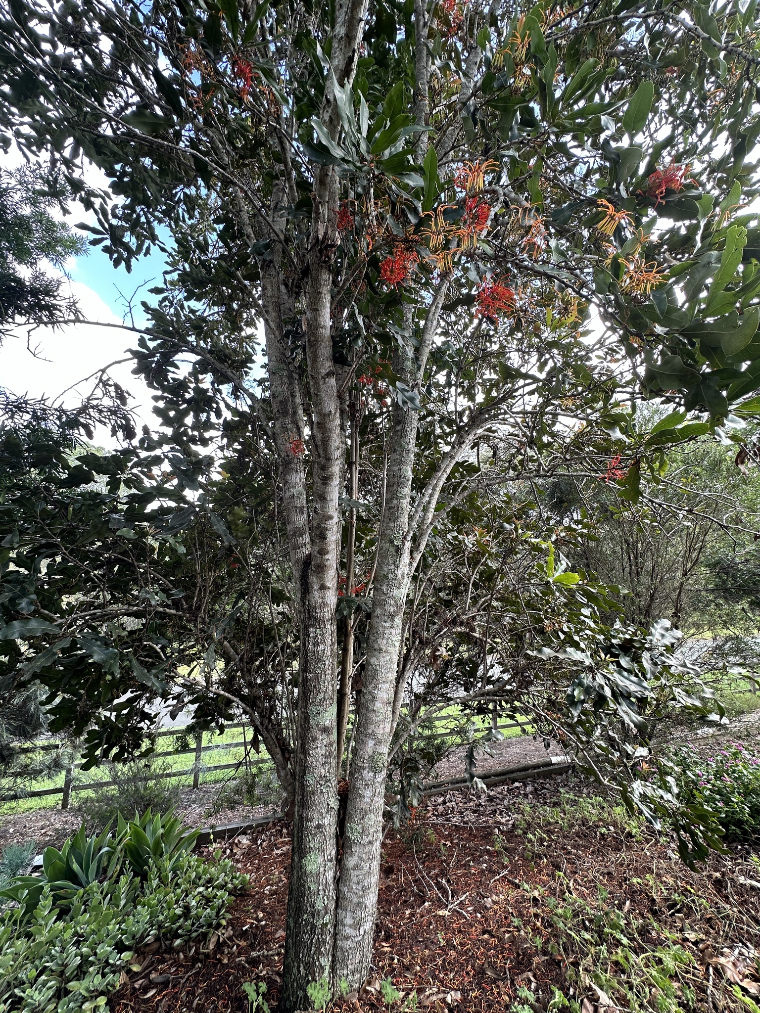 Imagem de Tulipeira-do-gabão