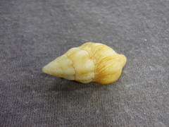 Nodopelagia brazieri