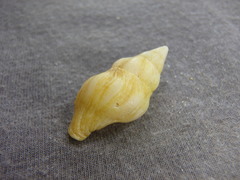 Nodopelagia brazieri