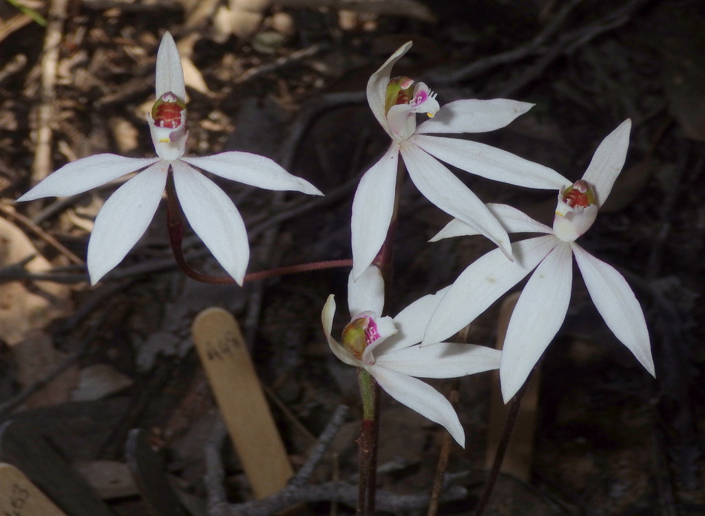 Caladenia maritima