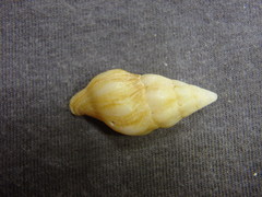 Nodopelagia brazieri