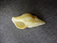 Nodopelagia brazieri