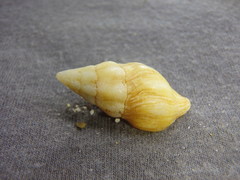 Nodopelagia brazieri