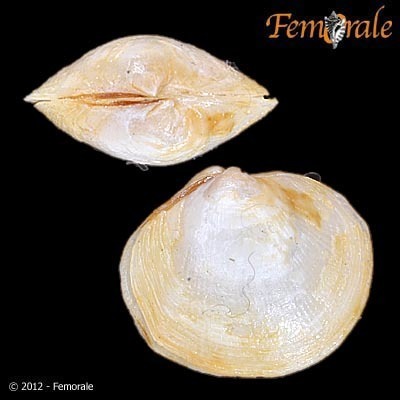 Fine-lined Lucine