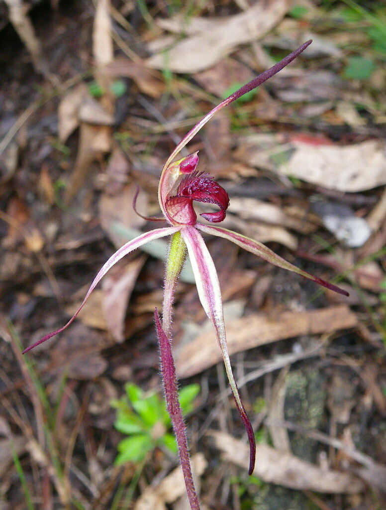 Caladenia montana