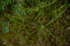 Scandix pecten-veneris