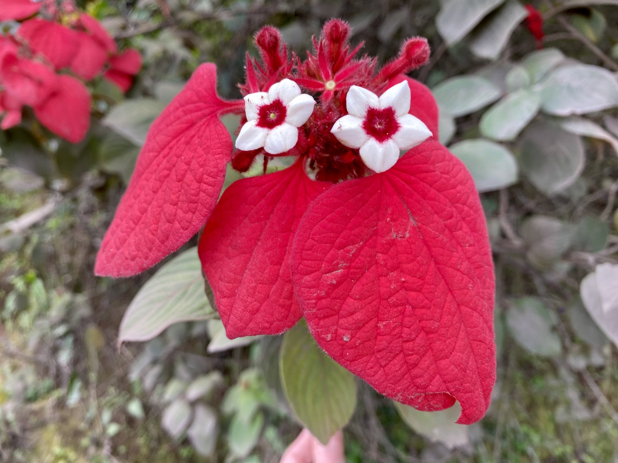 Imagem de Mussaenda-vermelha