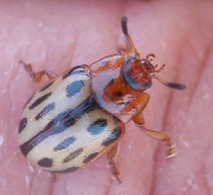 Chrysomela lineatopunctata