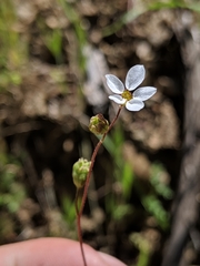 Lithophragma cymbalaria