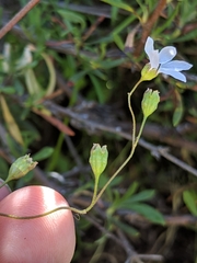 Lithophragma cymbalaria