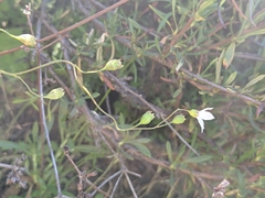 Lithophragma cymbalaria