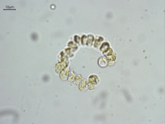 Cyclonexis annularis