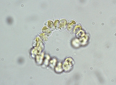 Cyclonexis annularis