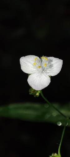 Tahitian bridalveil (Gibasis geniculata)