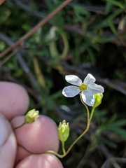 Lithophragma cymbalaria