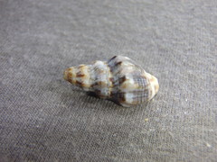 Cominella eburnea