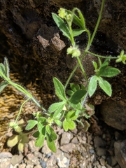 Lithophragma cymbalaria