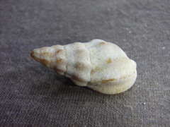 Cominella eburnea