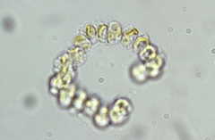 Cyclonexis annularis