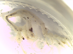Caprella