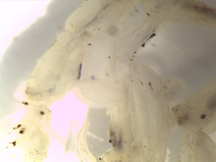 Caprella