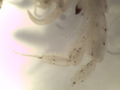 Caprella