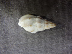 Cominella eburnea