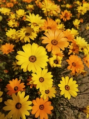 Asteraceae