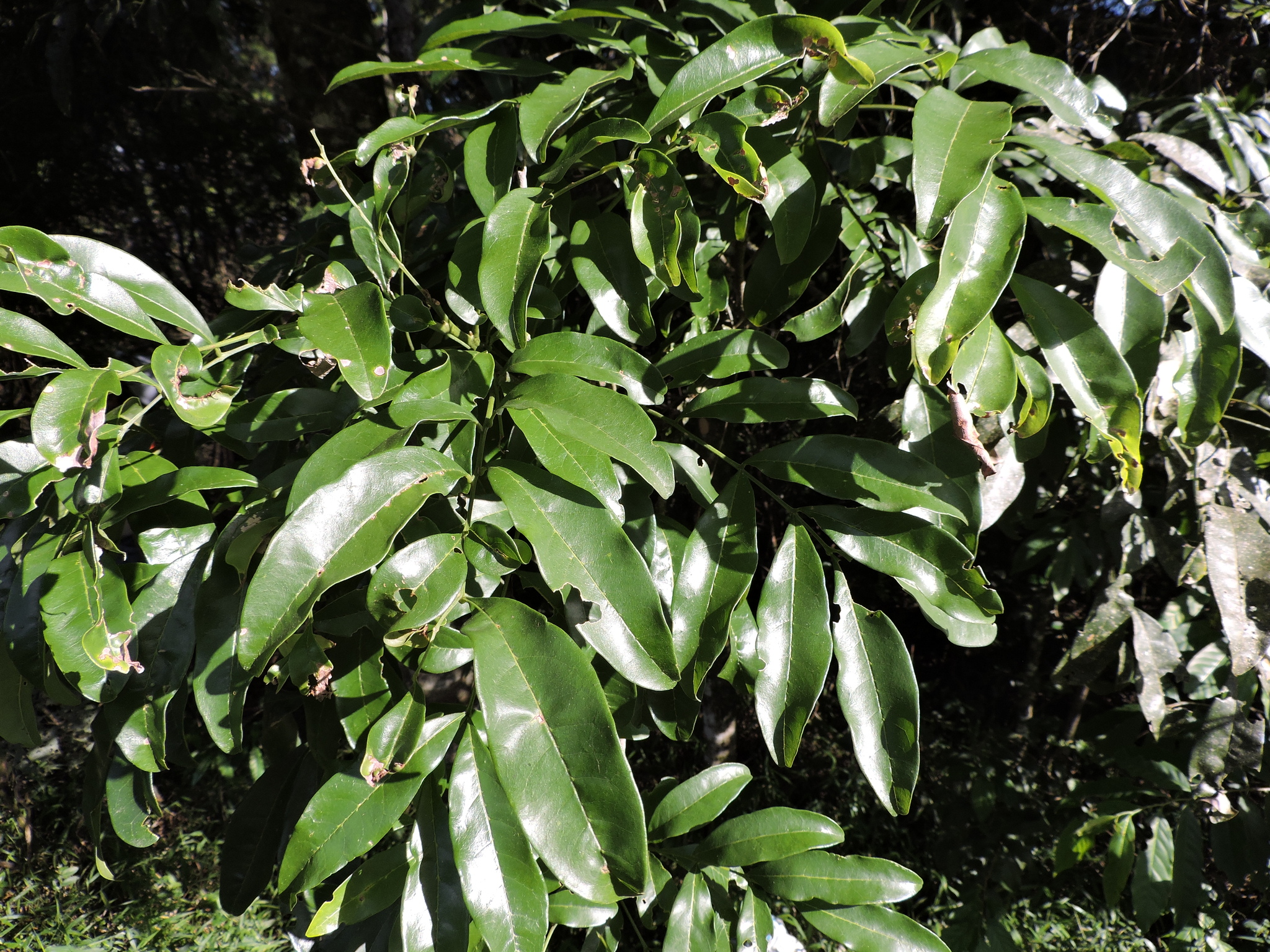 Matayba elaeagnoides