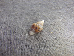 Euplica scripta