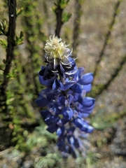 Lupinus benthamii