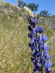 Lupinus benthamii