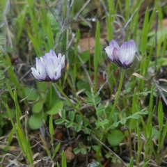 Astragalus breweri