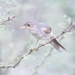 Synallaxis albescens