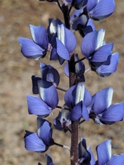 Lupinus benthamii