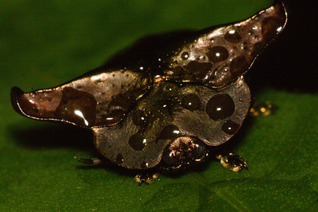 Omocerus truncatus