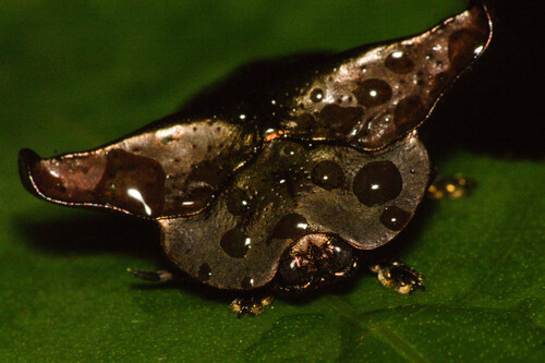 Omocerus truncatus