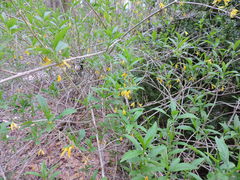 Forsythia × intermedia