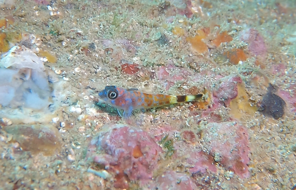 Slender Triplefin