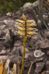 Vriesea chapadensis