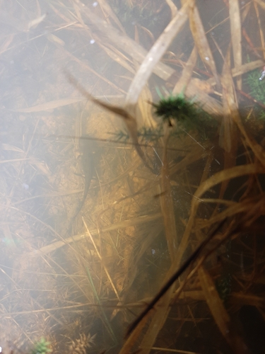 Salamandra salamandra
