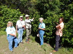 Styrax platanifolius
