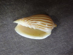 Amoria zebra
