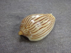 Amoria zebra